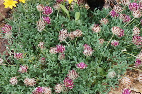 Image of Beatley's clover