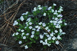 Image of spreading phlox