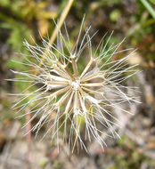 Imagem de Microseris douglasii subsp. tenella (A. Gray) Chambers