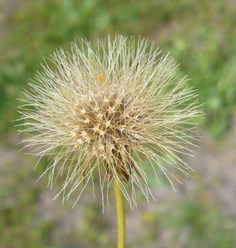 Imagem de Microseris douglasii subsp. tenella (A. Gray) Chambers