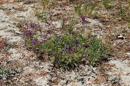 Image of slender penstemon