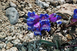 Image of royal penstemon