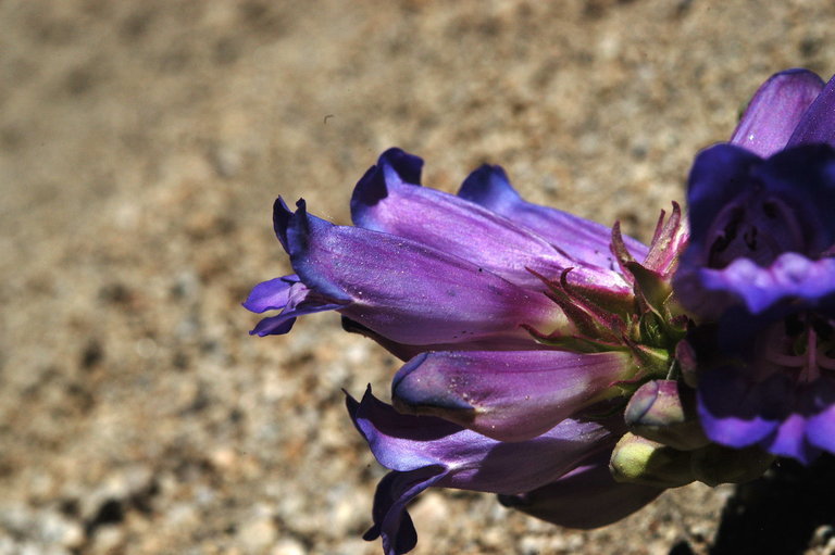 Image of royal penstemon