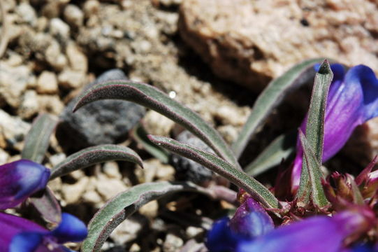 Image of royal penstemon