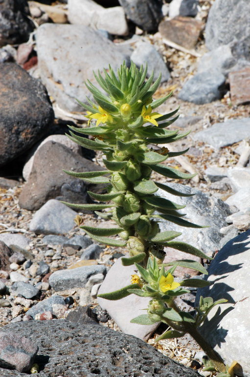 Image of <i>Mohavea breviflora</i>