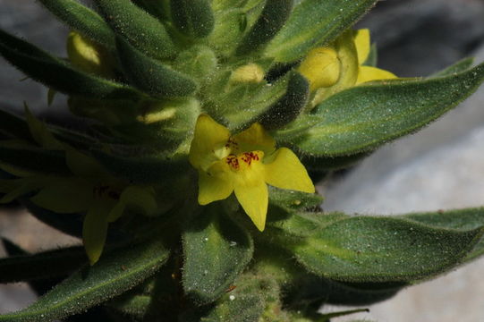 Image of <i>Mohavea breviflora</i>