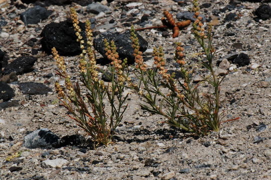 Image of lineleaf whitepuff