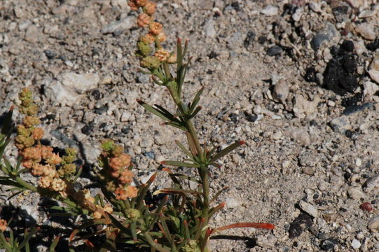 Image of lineleaf whitepuff