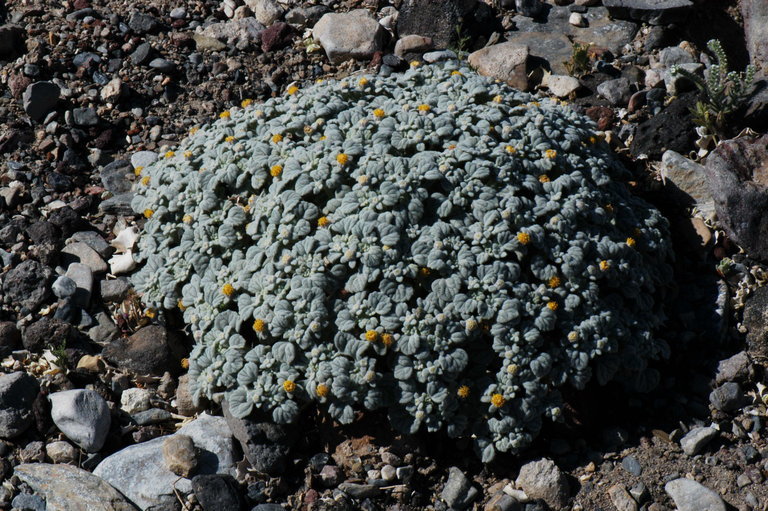 Plancia ëd Psathyrotes ramosissima (Torr.) A. Gray