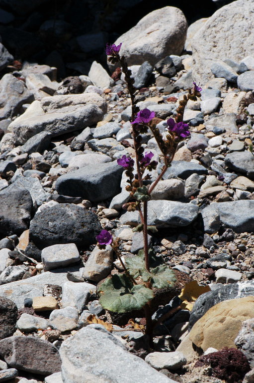 Image of calthaleaf phacelia