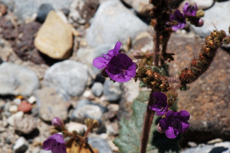 Image of calthaleaf phacelia