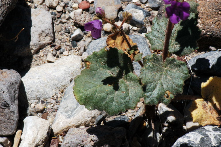 Image of calthaleaf phacelia