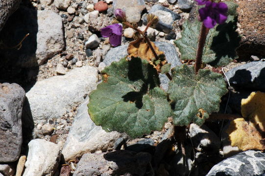 Image of calthaleaf phacelia