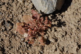 Phacelia rotundifolia Torr. ex S. Wats.的圖片