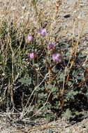 Image of rose globemallow