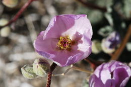 Image of rose globemallow