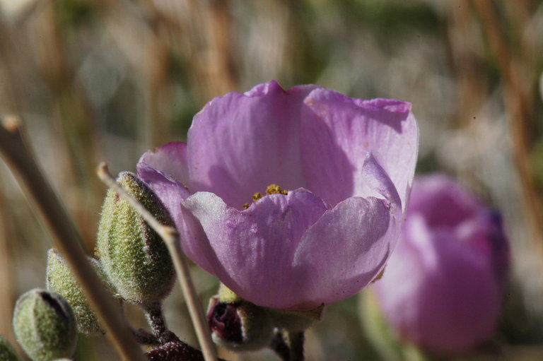 Image of rose globemallow