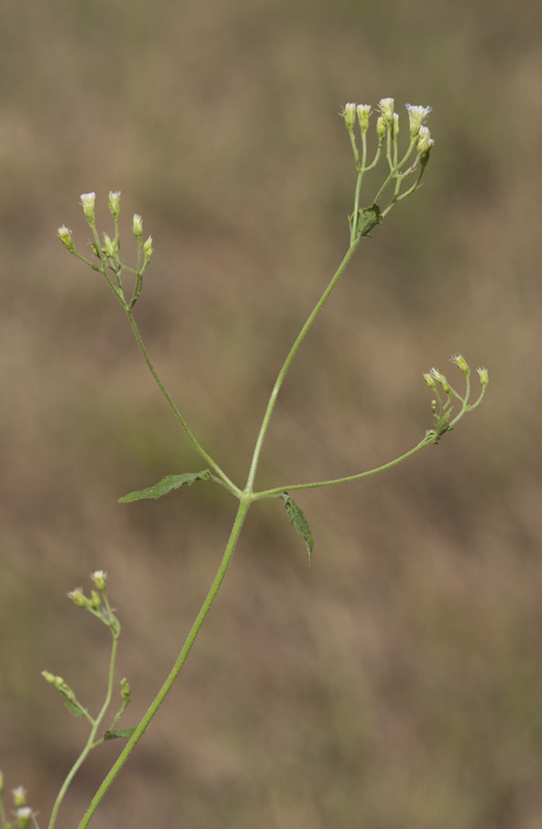 Plancia ëd Fleischmannia incarnata (Walt.) R. King & H. Rob.