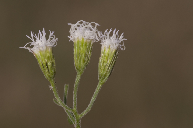 Fleischmannia incarnata (Walt.) R. King & H. Rob. resmi