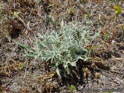 Image de Eryngium aristulatum subsp. parishii (Coulter & Rose) R. M. Beauchamp