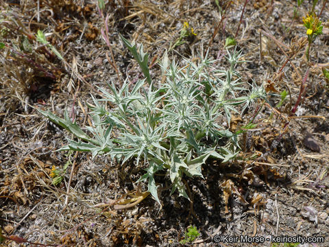 Eryngium aristulatum subsp. parishii (Coulter & Rose) R. M. Beauchamp resmi