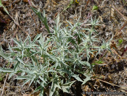 Image de Eryngium aristulatum subsp. parishii (Coulter & Rose) R. M. Beauchamp