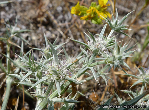 Image of San Diego button-celery