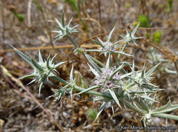 Imagem de Eryngium aristulatum subsp. parishii (Coulter & Rose) R. M. Beauchamp