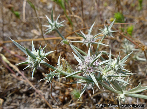 Eryngium aristulatum subsp. parishii (Coulter & Rose) R. M. Beauchamp resmi