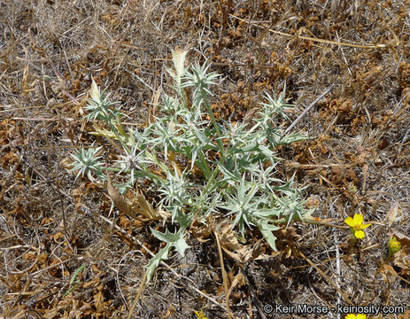 Image de Eryngium aristulatum subsp. parishii (Coulter & Rose) R. M. Beauchamp