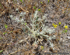 Eryngium aristulatum subsp. parishii (Coulter & Rose) R. M. Beauchamp resmi