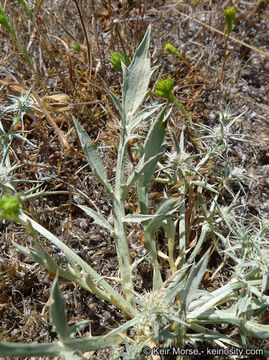 Image de Eryngium aristulatum subsp. parishii (Coulter & Rose) R. M. Beauchamp