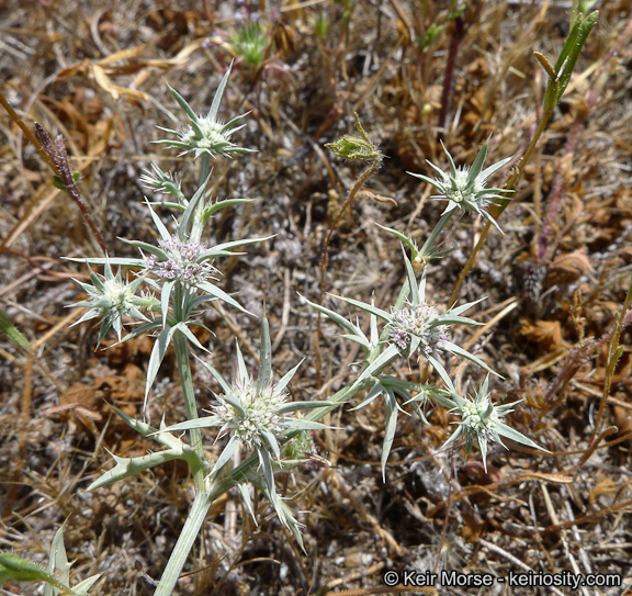 Image de Eryngium aristulatum subsp. parishii (Coulter & Rose) R. M. Beauchamp