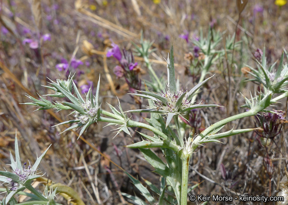 Imagem de Eryngium aristulatum subsp. parishii (Coulter & Rose) R. M. Beauchamp