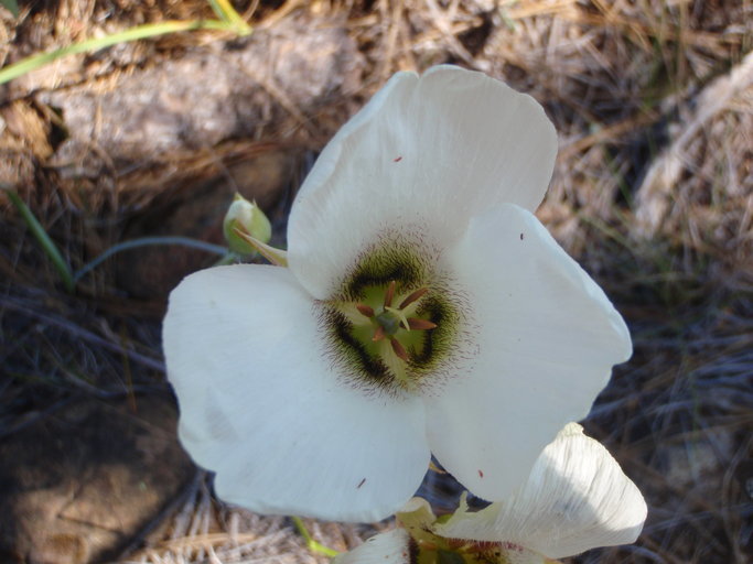 Image of Howell's mariposa lily