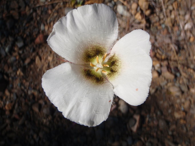 Image of Howell's mariposa lily