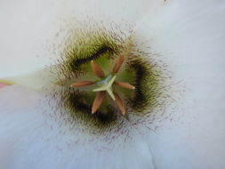 Image of Howell's mariposa lily