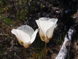 Image of Howell's mariposa lily