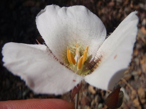 Image of Howell's mariposa lily