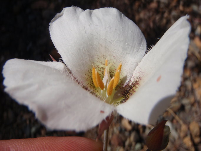 Image of Howell's mariposa lily