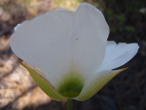 Image of Howell's mariposa lily