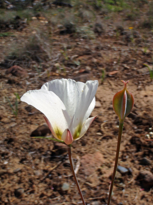 Image of Howell's mariposa lily