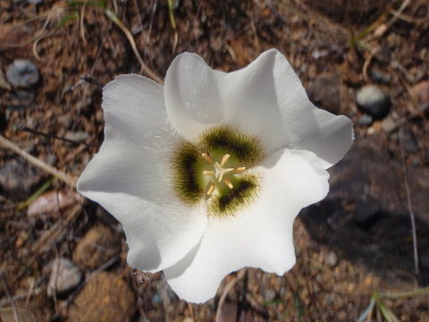 Image of Howell's mariposa lily