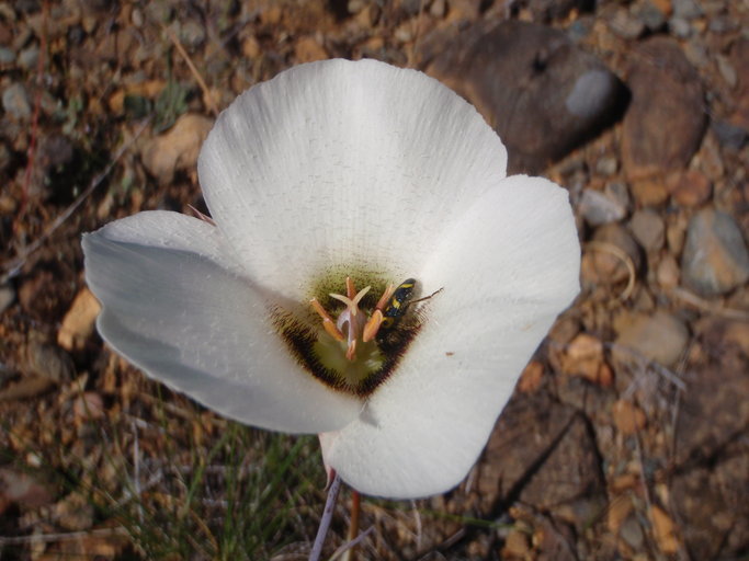 Image of Howell's mariposa lily