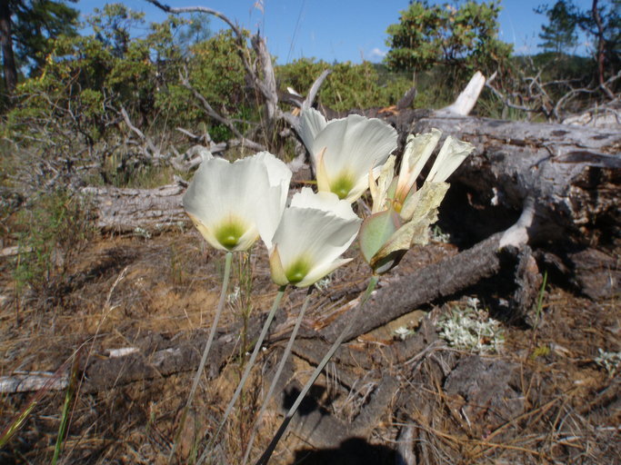 Image of Howell's mariposa lily