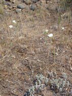 Image of Howell's mariposa lily