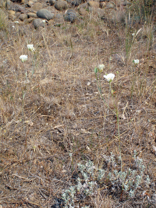 Image of Howell's mariposa lily