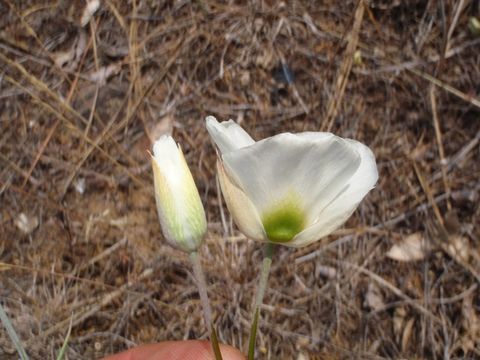 Image of Howell's mariposa lily