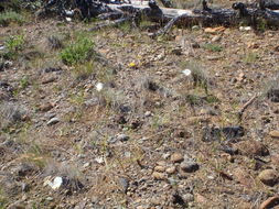 Image of Howell's mariposa lily