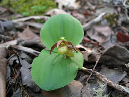 Image of Clustered lady's slipper